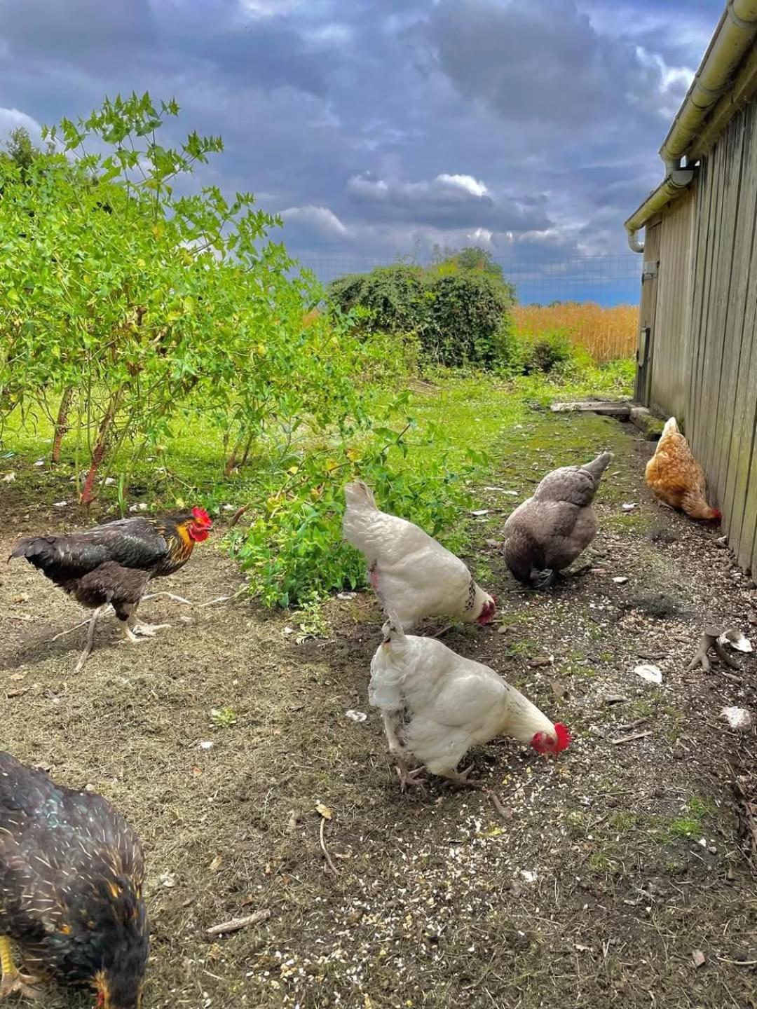 Gite Des Etourniaux La Poterie-Mathieu Buitenkant foto